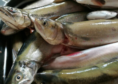 Frischer Fisch