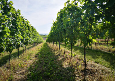 Wein-Genussabend im Jägerhof